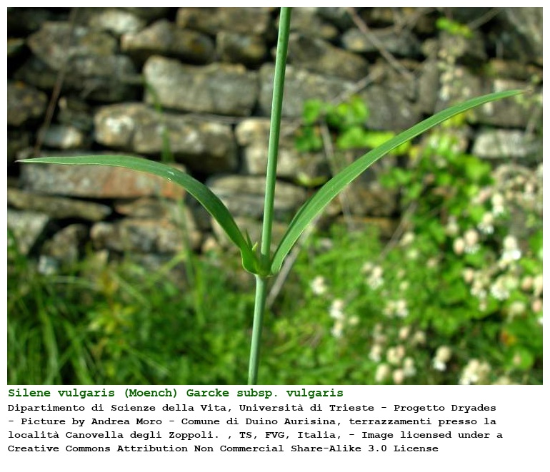 Silene vulgaris (Moench) Garcke subsp. vulgaris